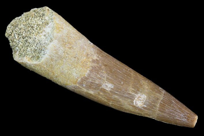 Fossil Plesiosaur (Zarafasaura) Tooth - Morocco #107720